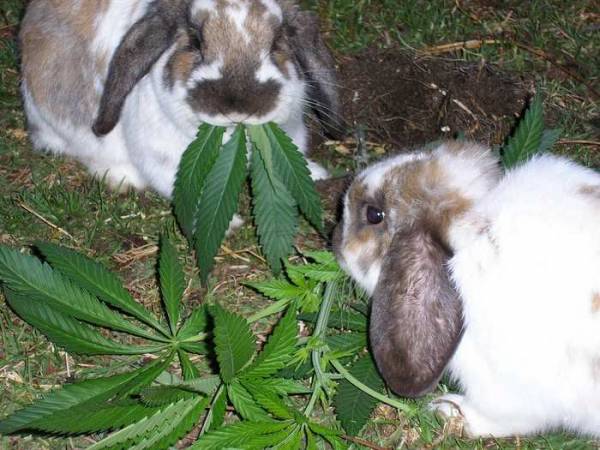 Stoned Buns