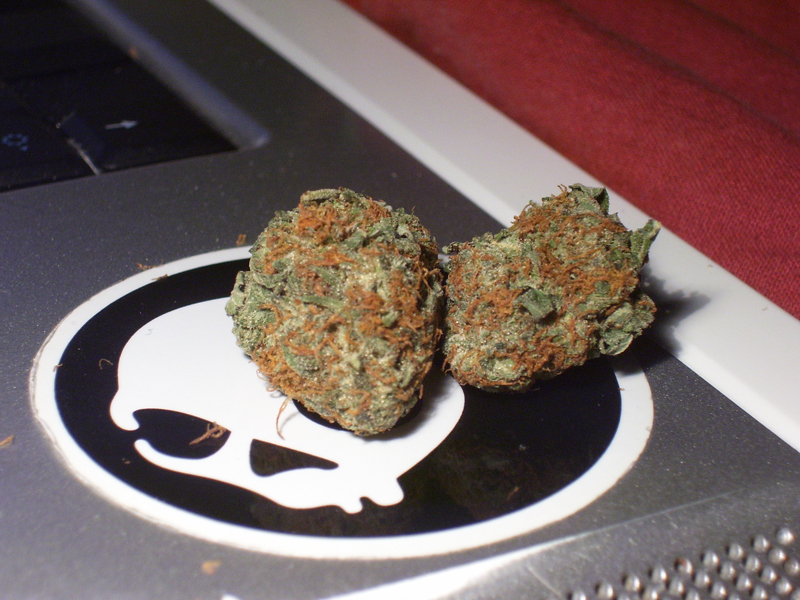 Orange Weed