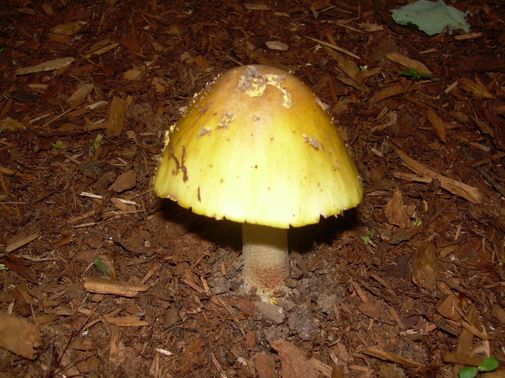 Amanita?