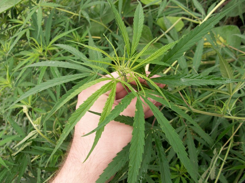 Indica dominant