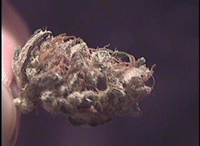 Bubblegum