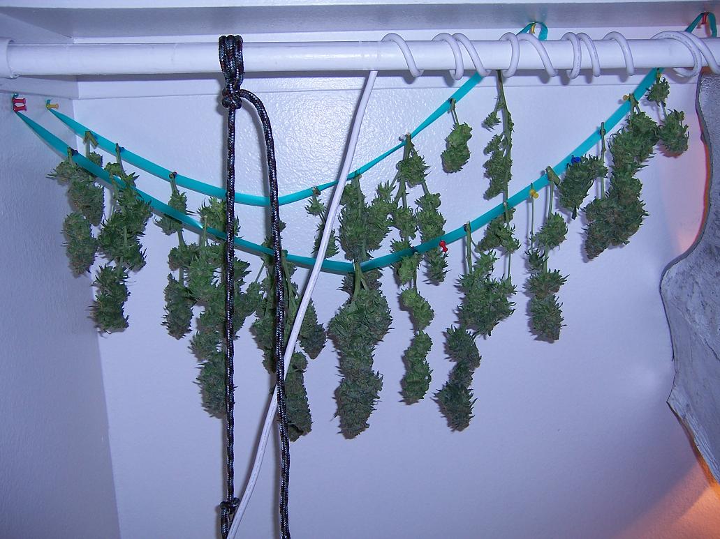 PURPLE KUSH DRYING