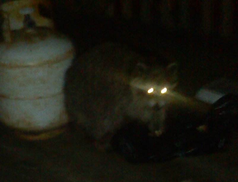 Evil Coonie