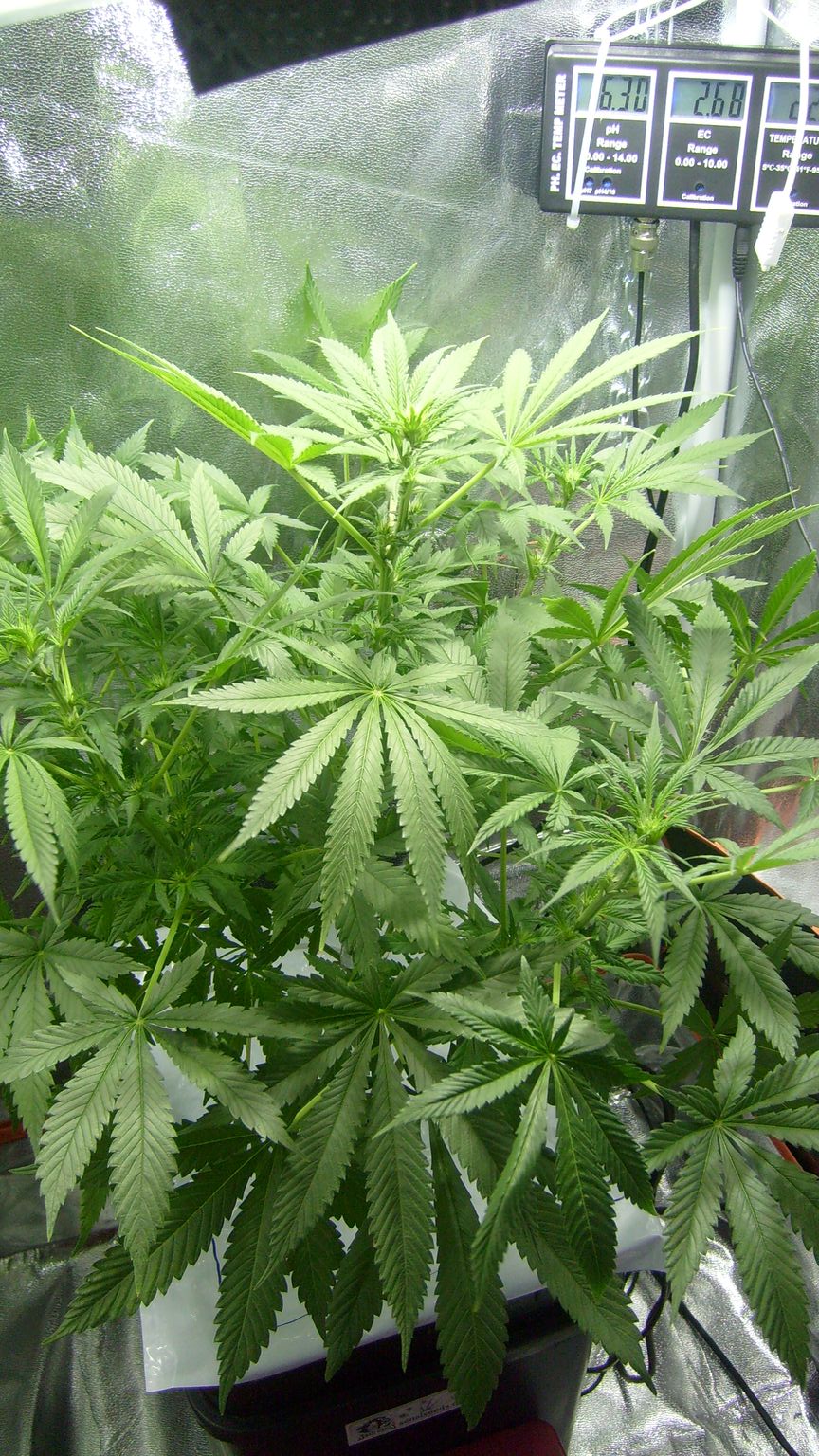 2nd Week Flowering 2