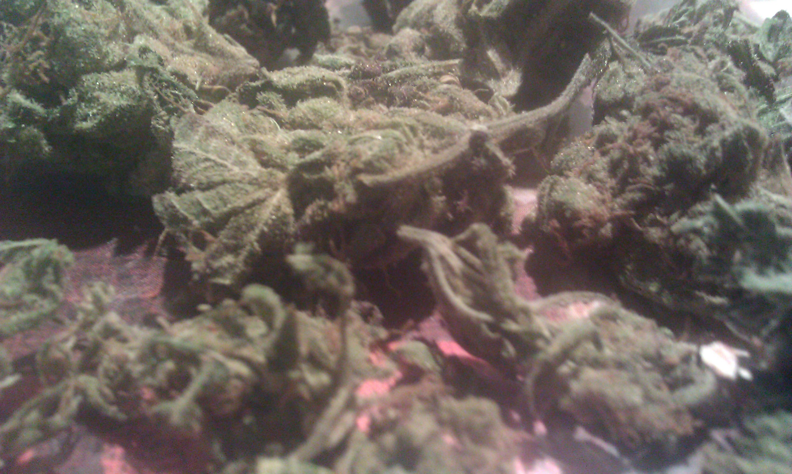 Little Baby Jesus Pot