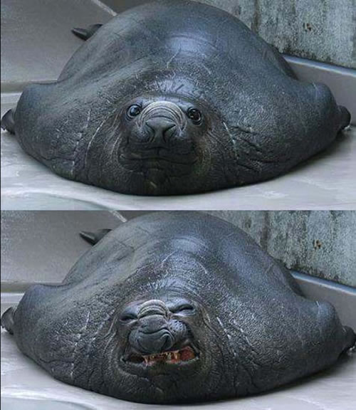 Funny Seal