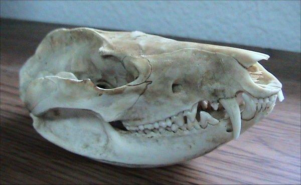 Possum Skull