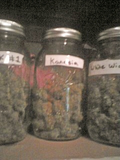 Strains