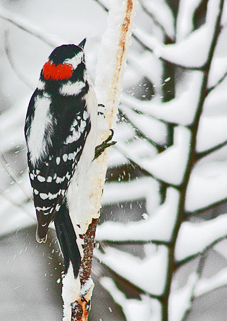 Male Downy Woodpecker in the Snow