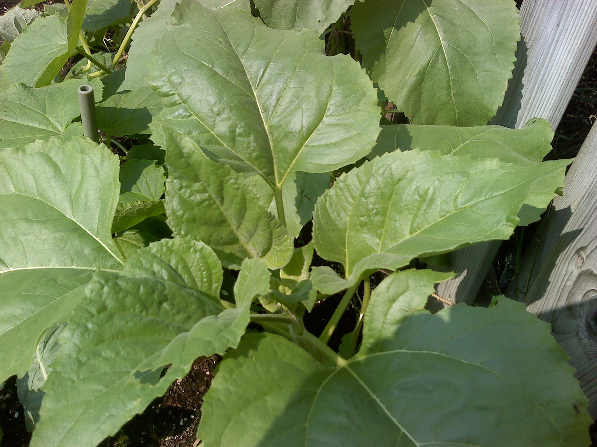 Sunflower Top