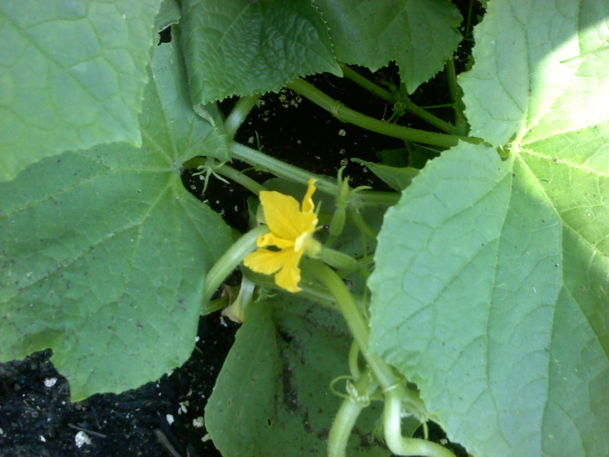 Cucumber Flower