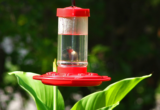 Hummer in a Bottle