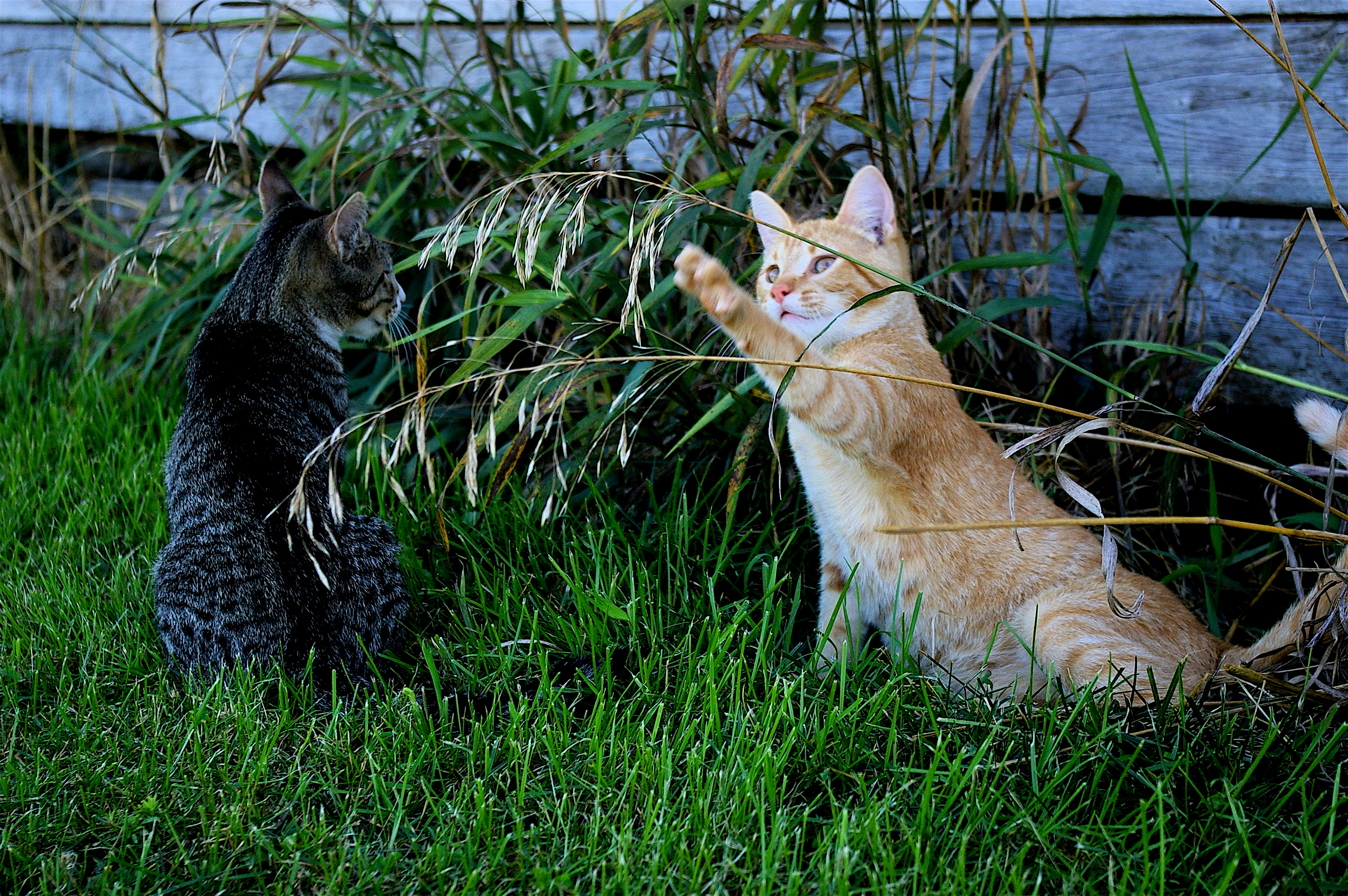 Barn Kittehs