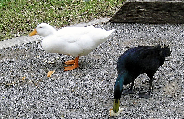 Black and White Duck Photography