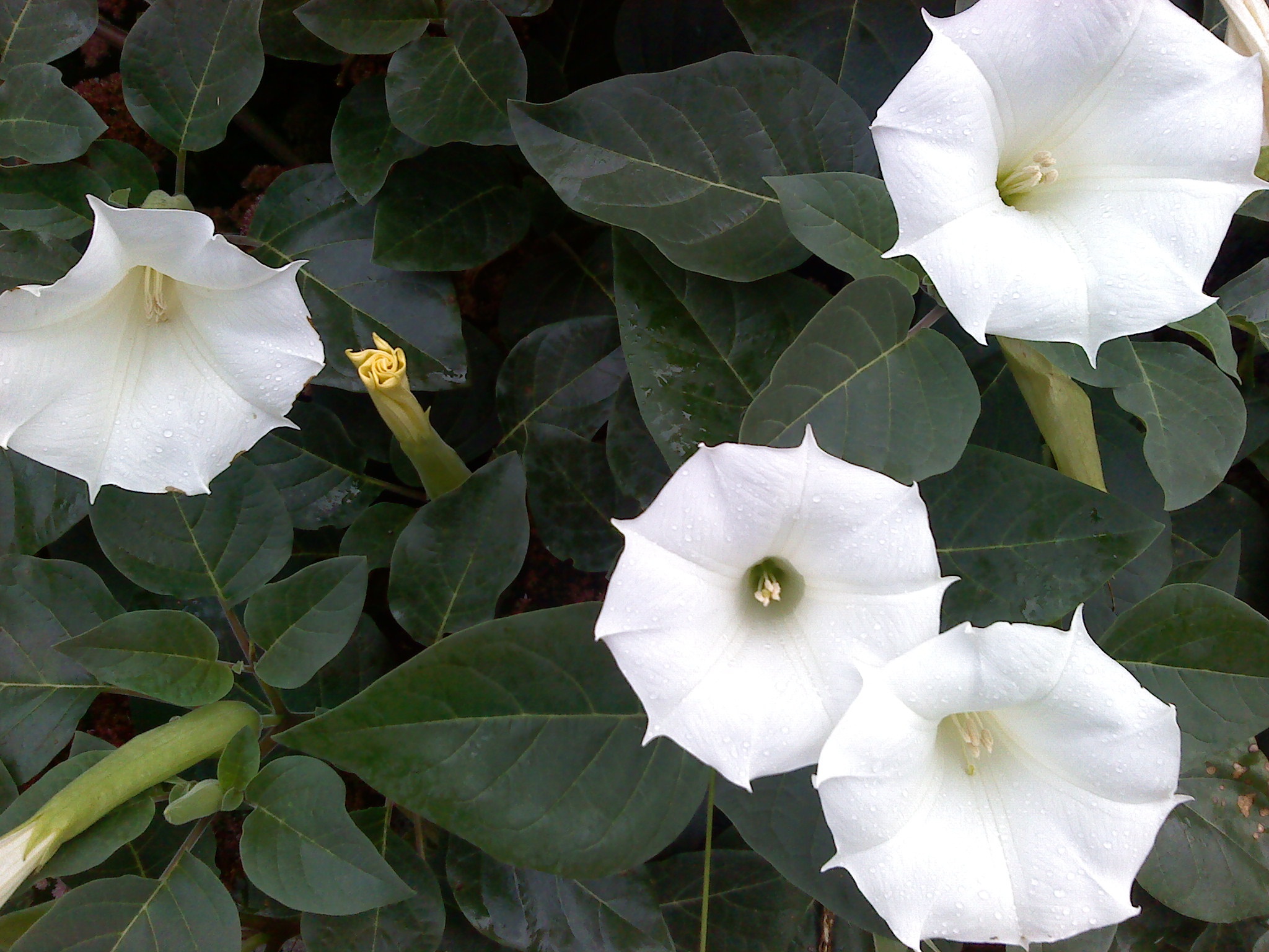 Datura