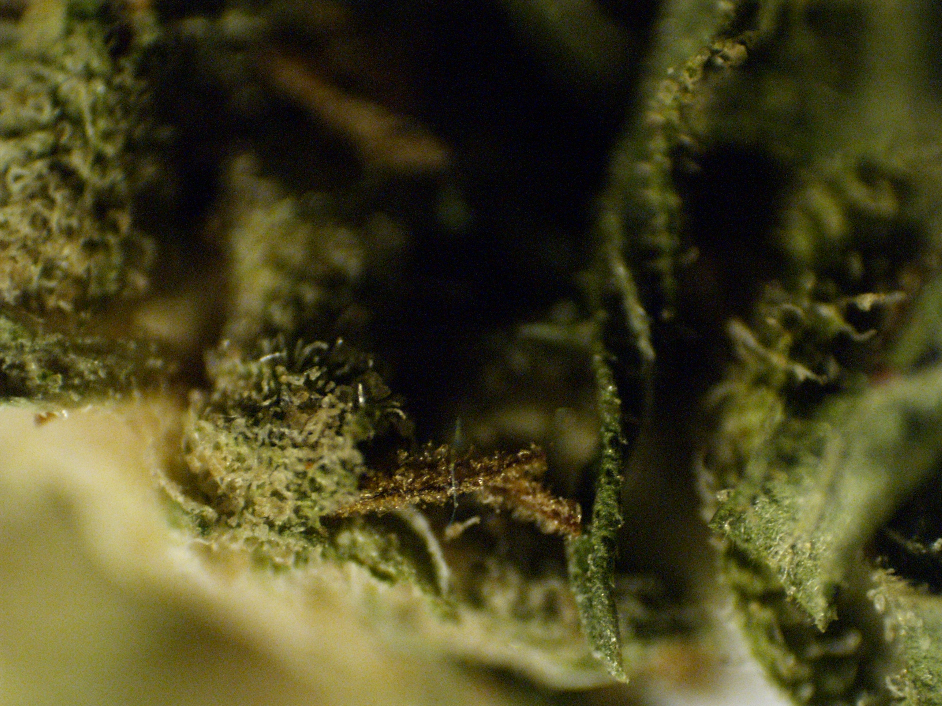 Macro 3