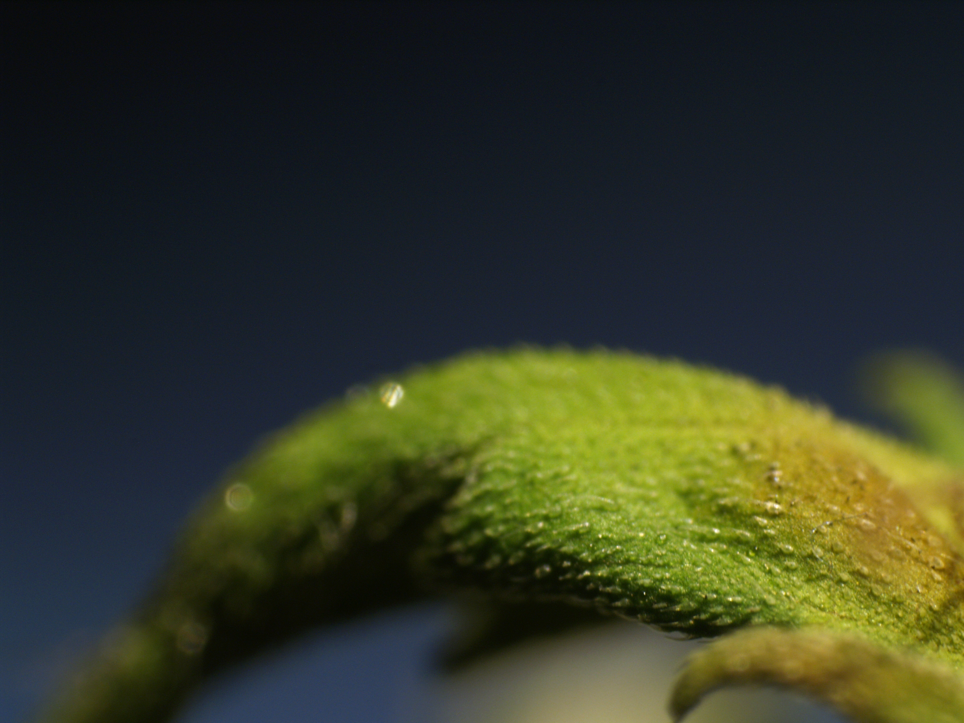 Random Leaf