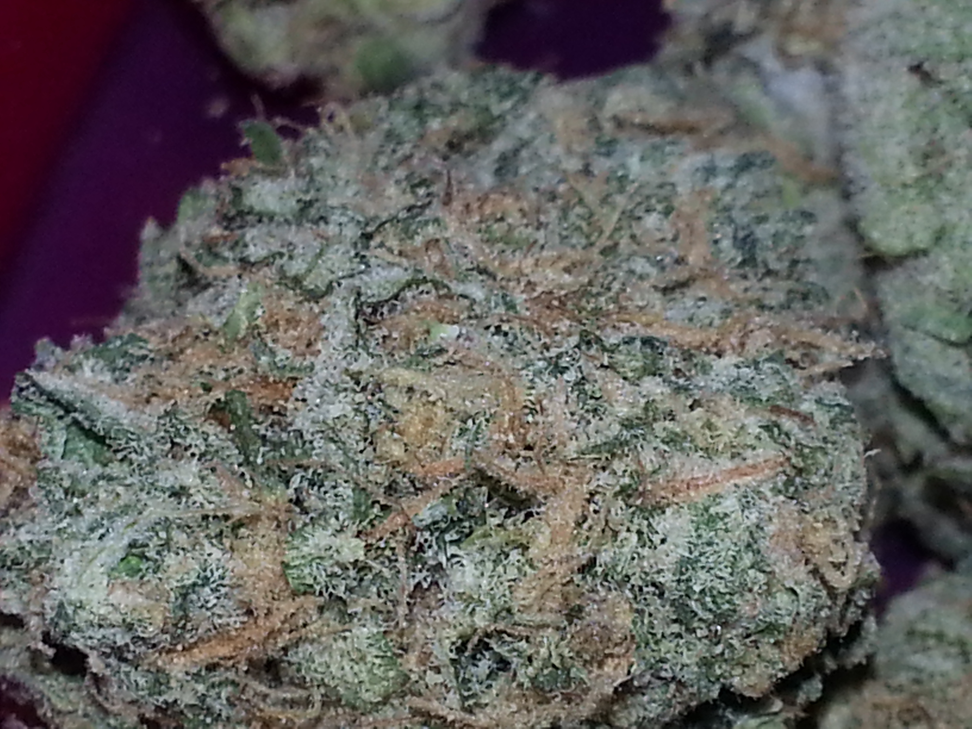 Blue Dream x Grapefruit kush close-up
