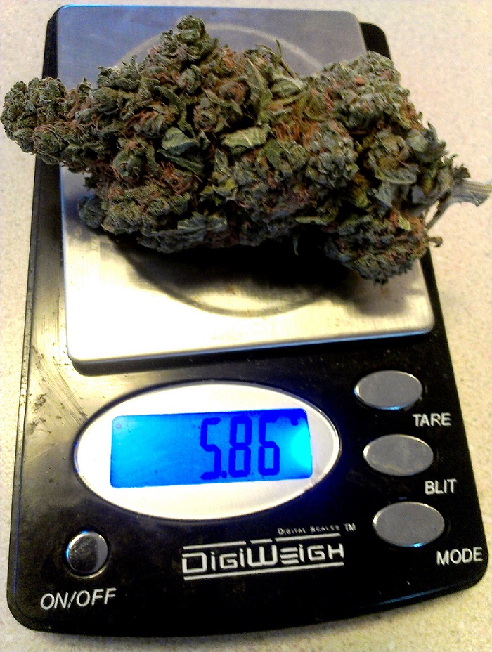 Afghan Kush