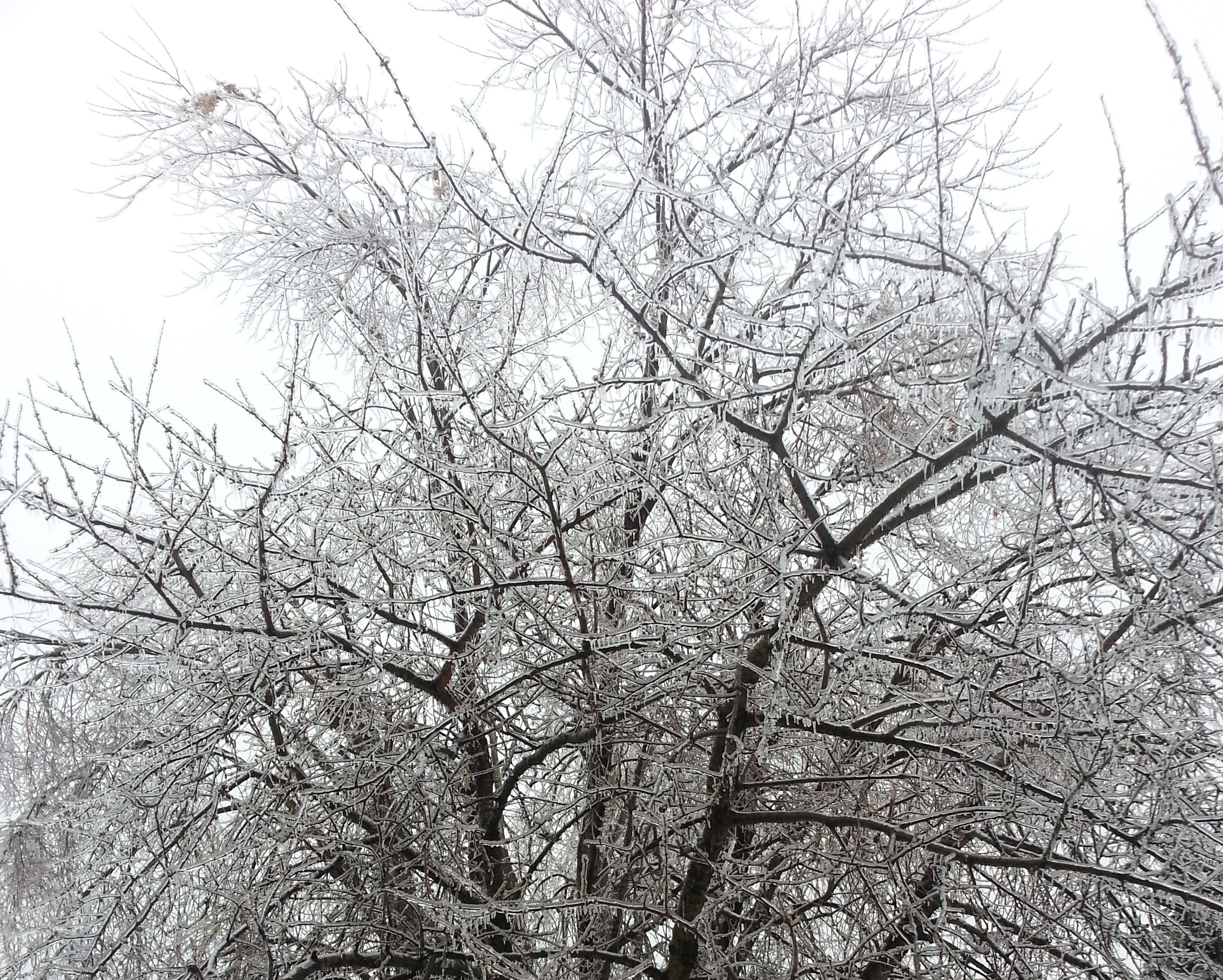 Ice Storm 2