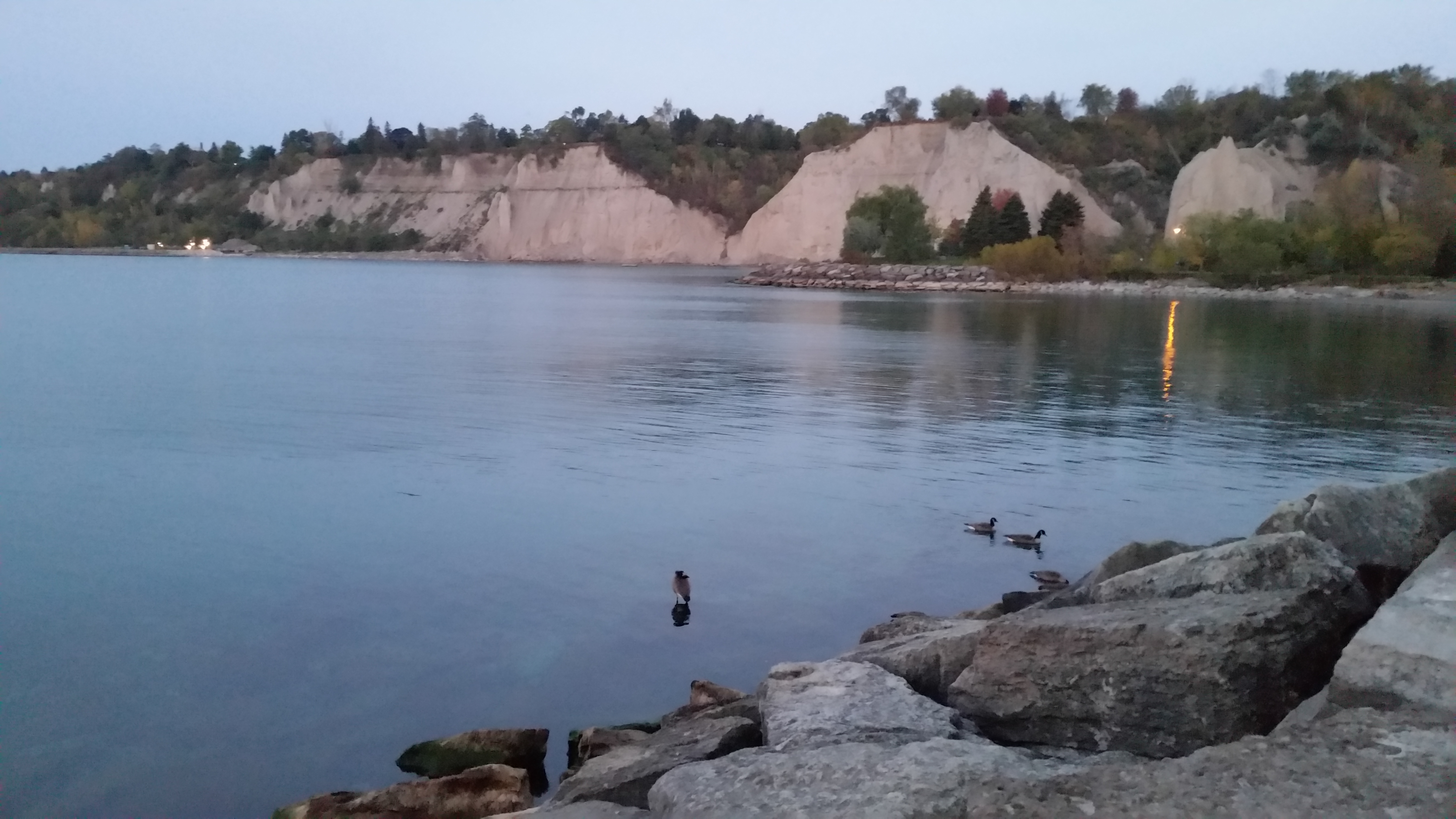 bluffs loons