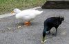 Black and White Duck Photography